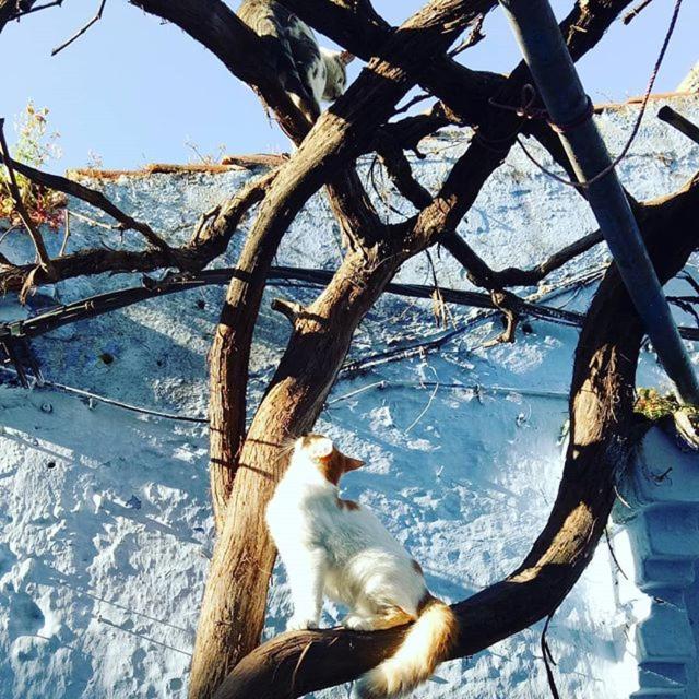 Casa Plasa Grande Chefchaouen Luaran gambar